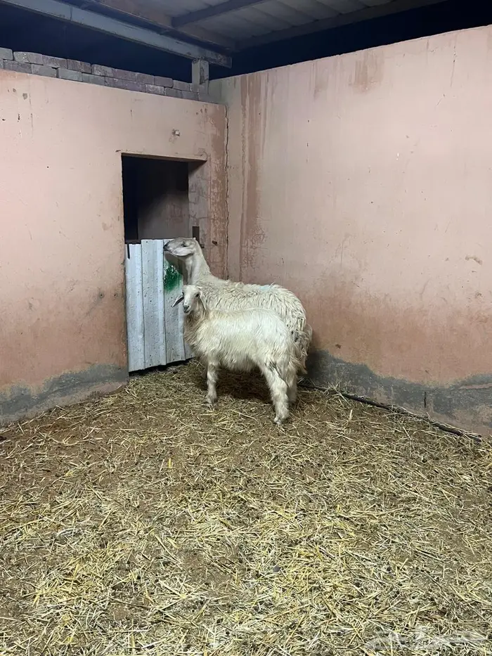 نجديه دافع ومعها ولدها 1