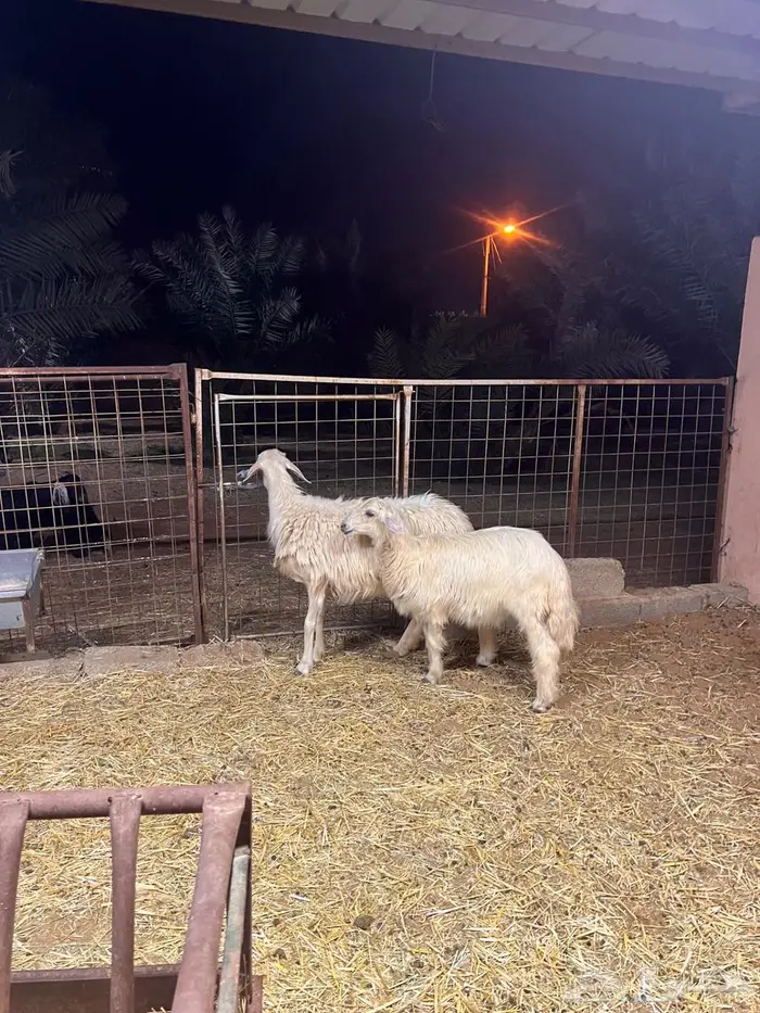 نجديه دافع ومعها ولدها 2