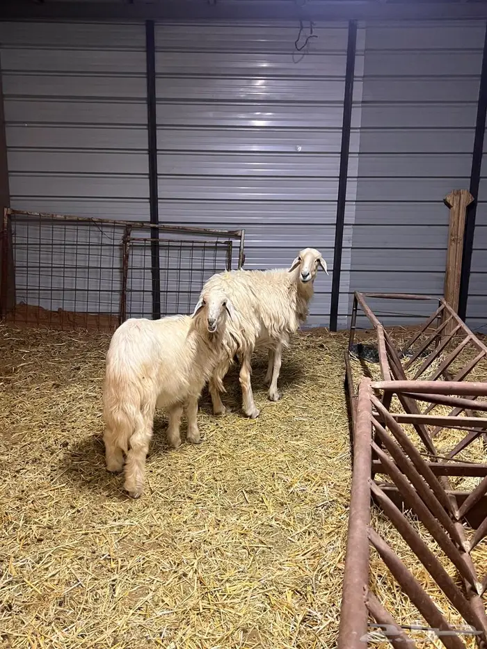 نجديه دافع ومعها ولدها 3