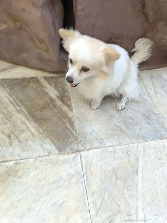 كلب من فصيلة الاسكيمو 2