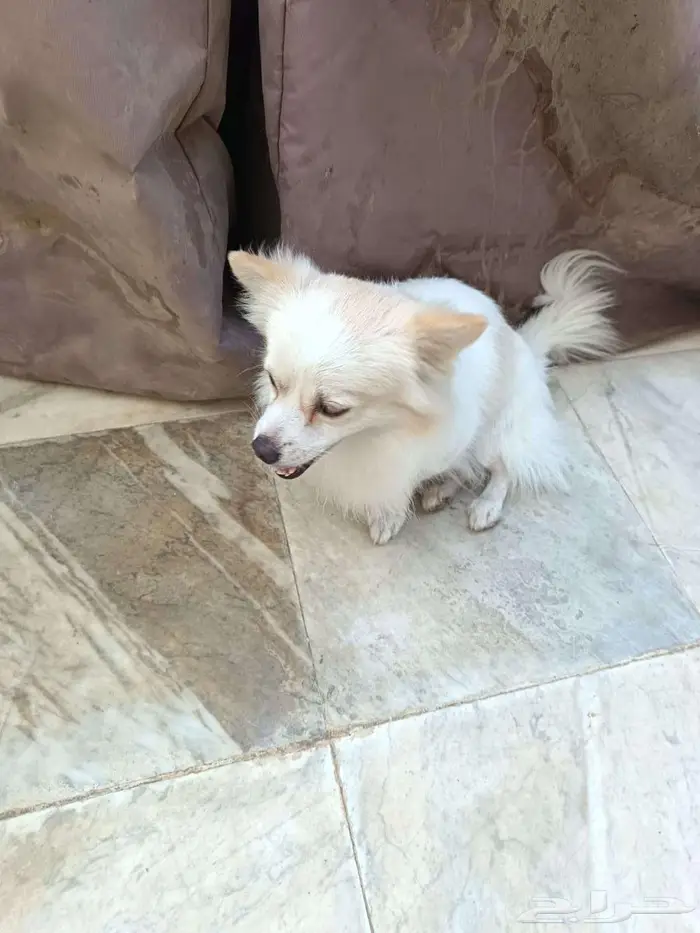 كلب من فصيلة الاسكيمو 4