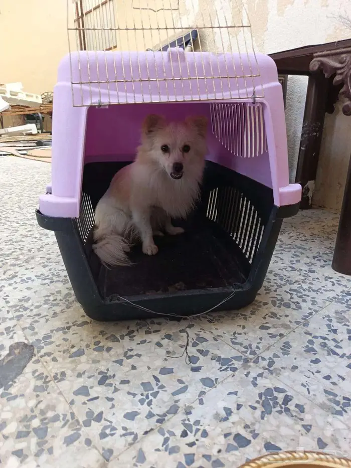 كلب من فصيلة الاسكيمو 3