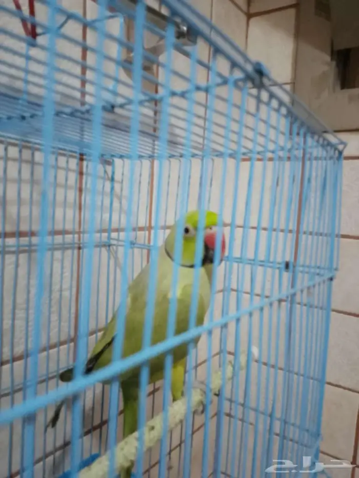 للبيع ببغاء دره 1