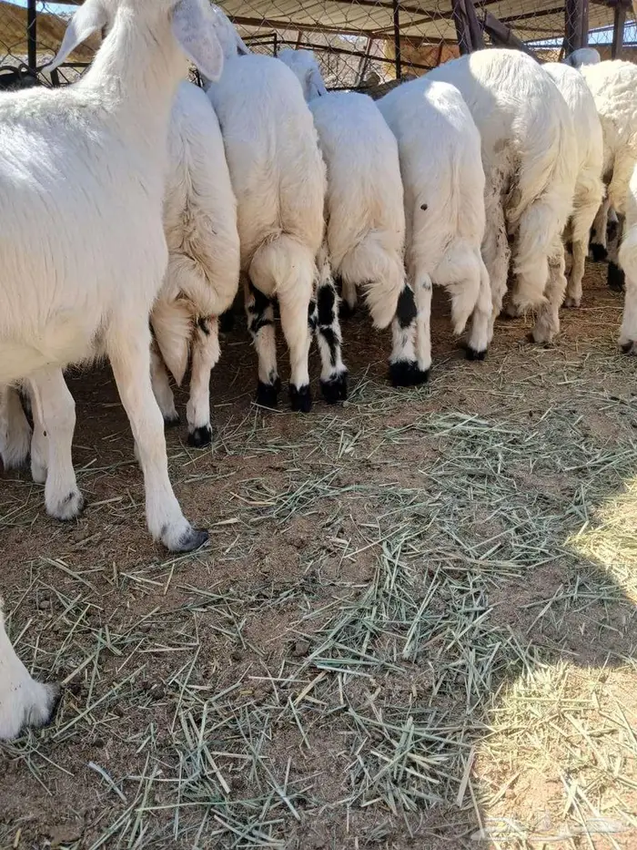 بهم كفوو وظهور فل 0