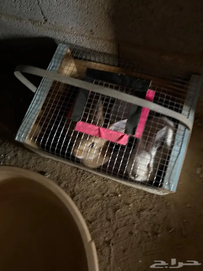 جوز أرانب للبيع 1