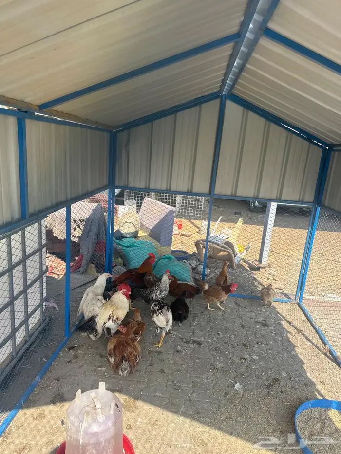 للبيع دجاج بلدي جمله وتفريد 0