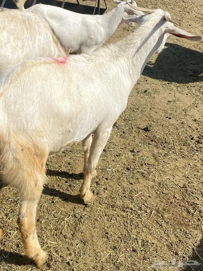 عنز جذعه بلدية 3