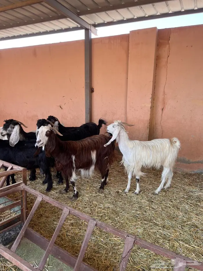 معزاء عوارض متابيع كفوو 3