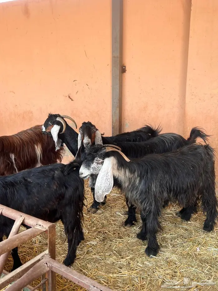 معزاء عوارض متابيع كفوو 6