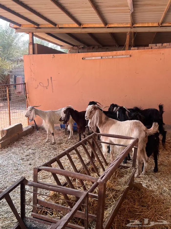 معزاء عوارض متابيع كفوو 7