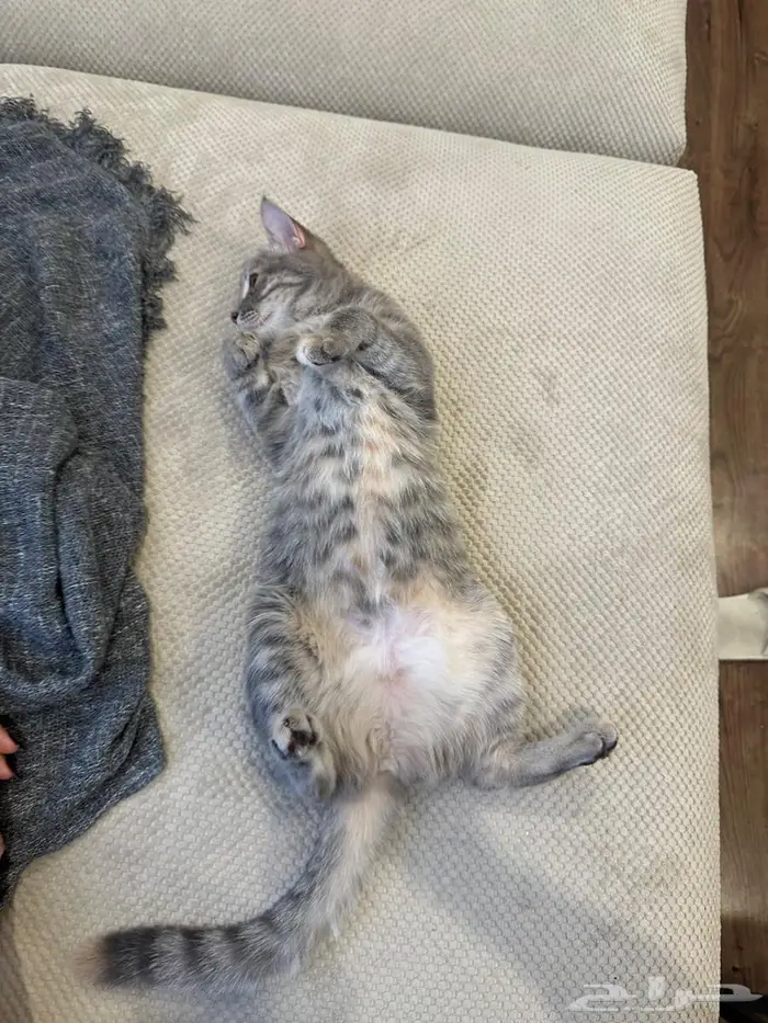 قطه ترغب بالتزاوج   عاجل 2