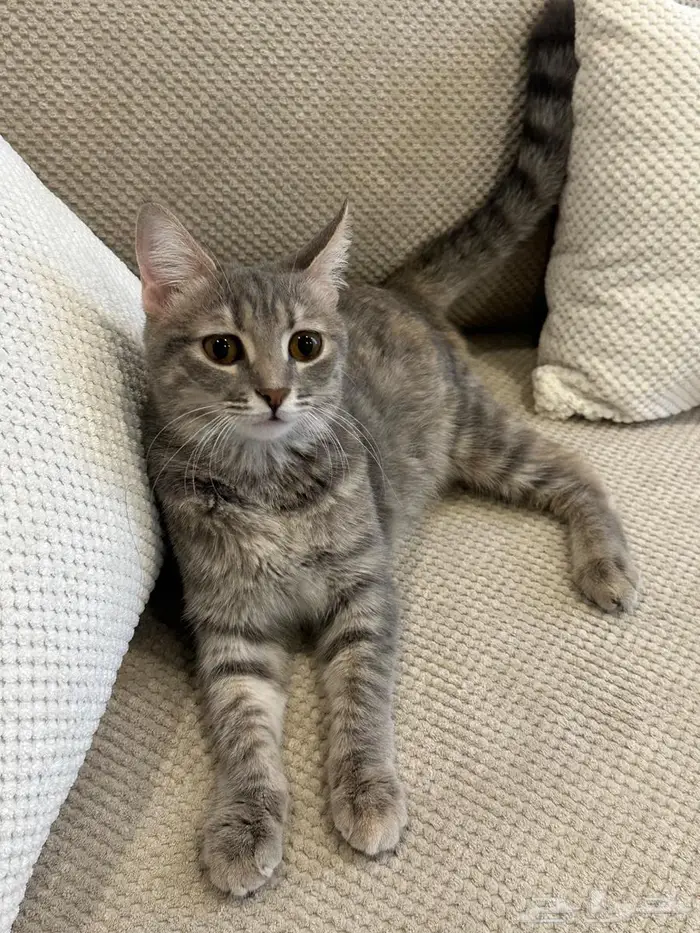 قطه ترغب بالتزاوج   عاجل 0