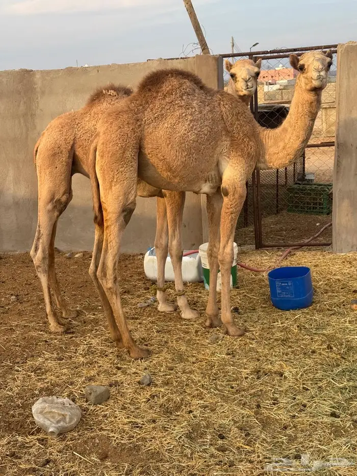 قعود وبكره للبيع 0