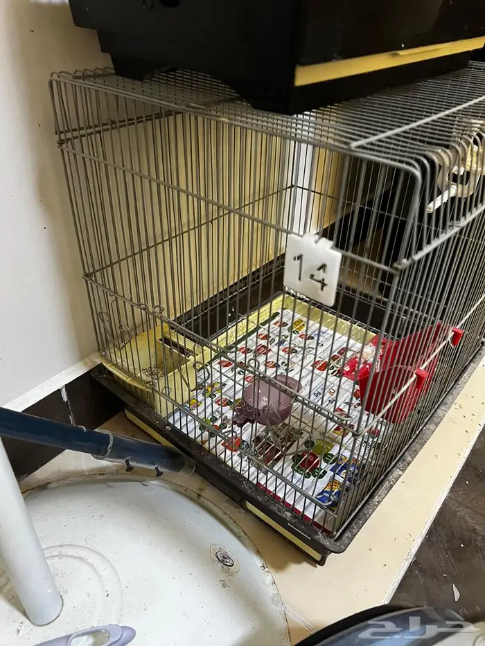 اقفاص متنوعه للبيع 5