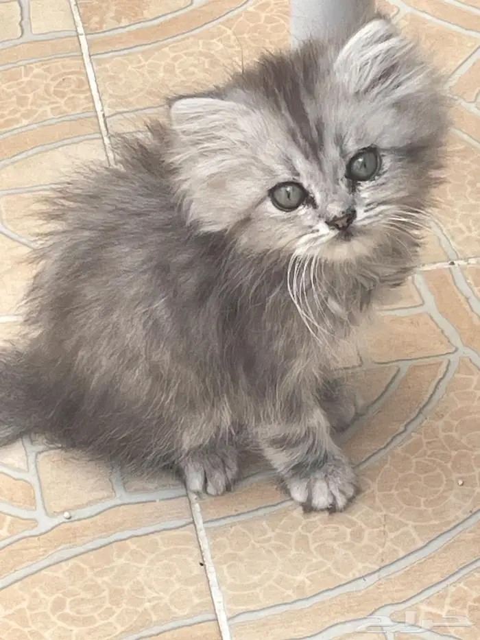 امهم شيرازي وابوهم سكوتش ب400 2