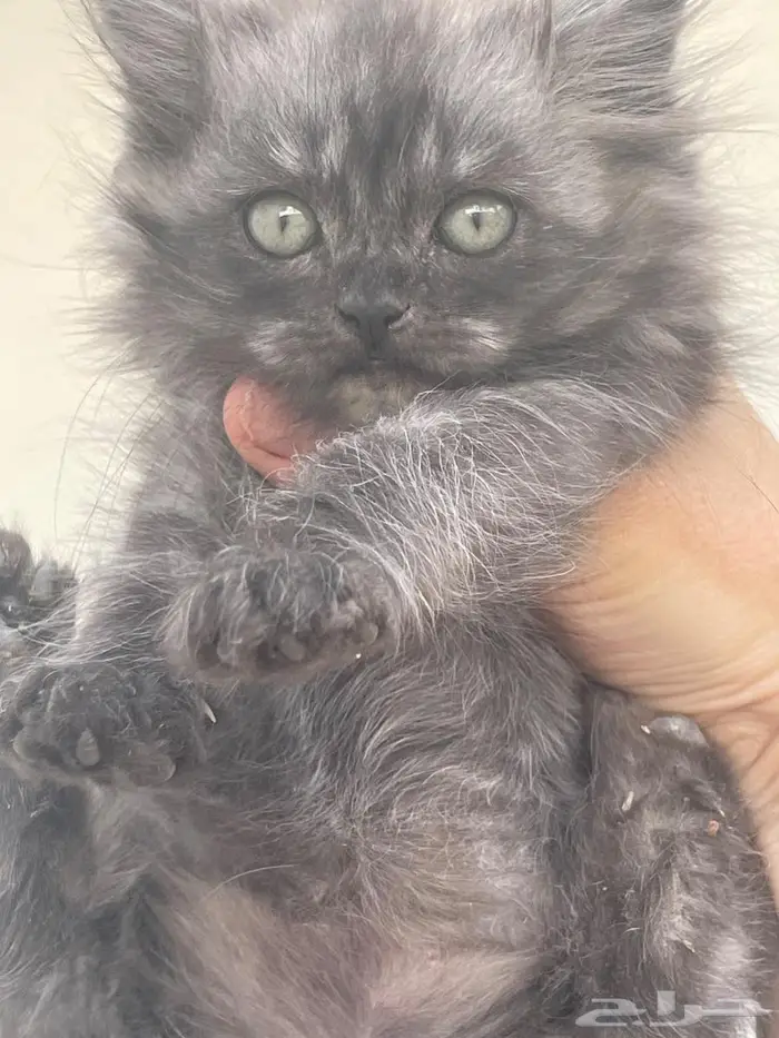 امهم شيرازي وابوهم سكوتش ب400 4