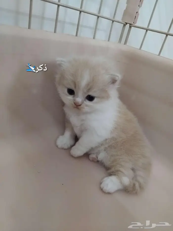 قط صغير سكوتش ستريت 0