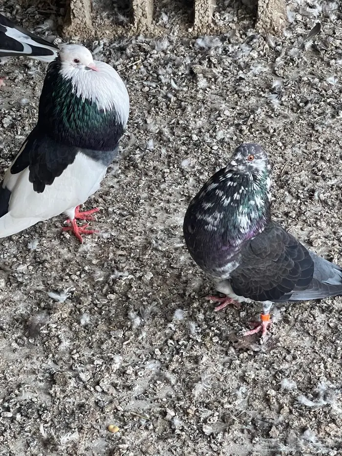 مجموعه حمام نفاخ للبيع 9