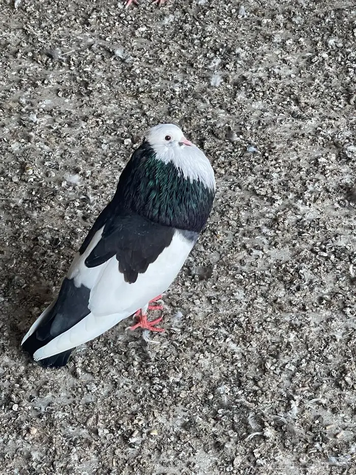 مجموعه حمام نفاخ للبيع 10