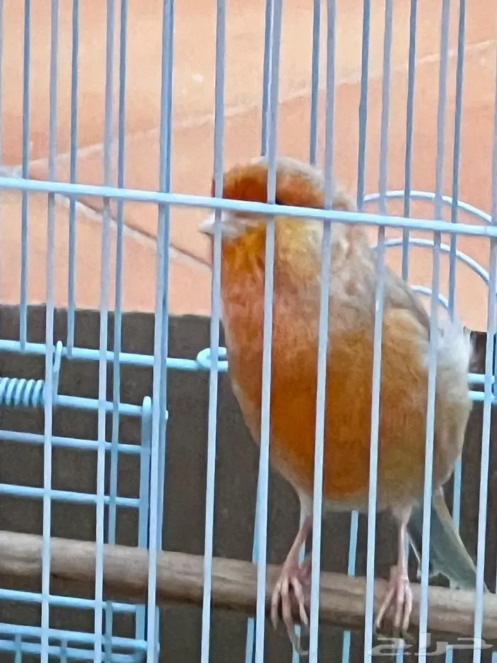 كناري مشمشي تغريد نار 9