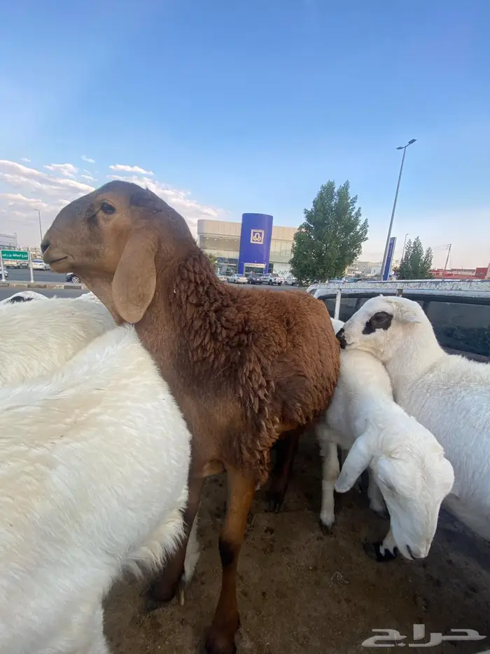 حري رخال وطليان رقم واحد وسواكن 0