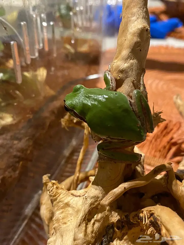 ضفدع الشجرة حيوان أليف tree frog 1