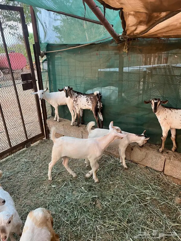 تيسوس للبيع العمر فوق شهرين 5