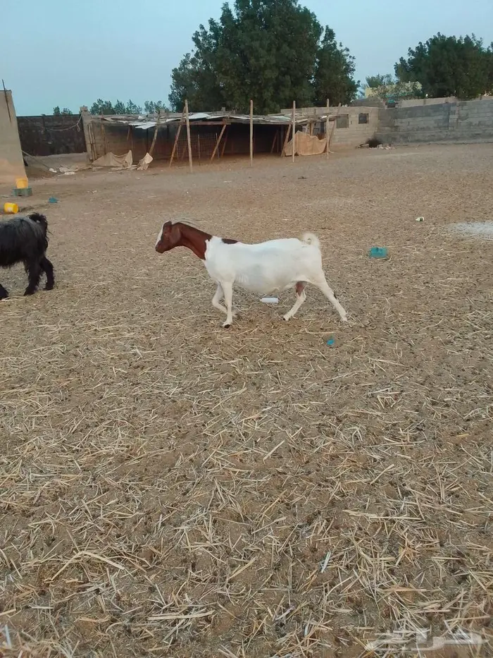 معزا بور دفيع 0