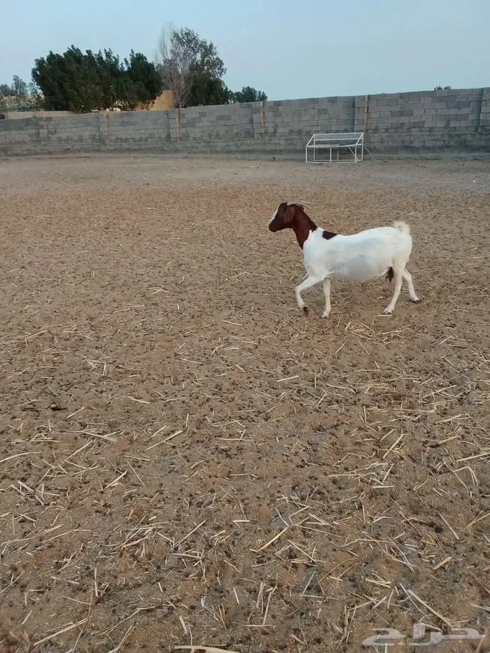 معزا بور دفيع 1