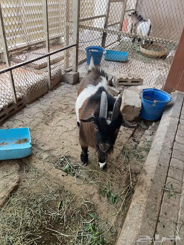 الرياض - حي الرمال 1