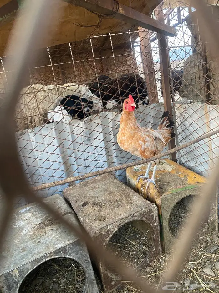 سلام عليكم ديك للبيع العمر أربعه اشاهر 0