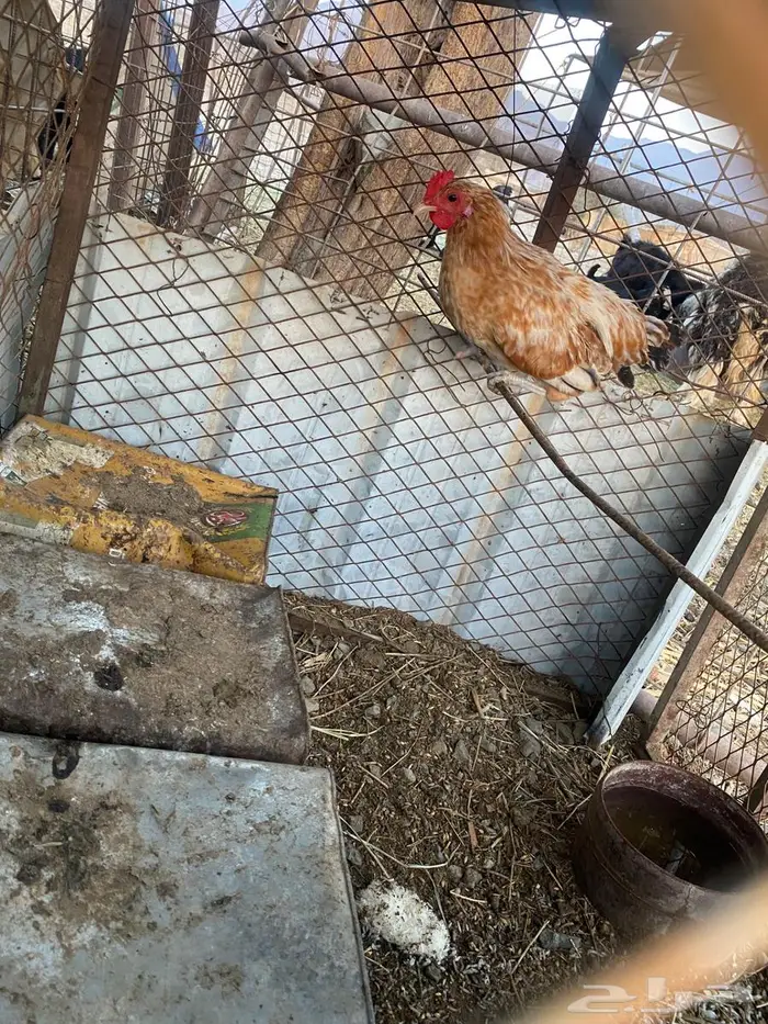 سلام عليكم ديك للبيع العمر أربعه اشاهر 2