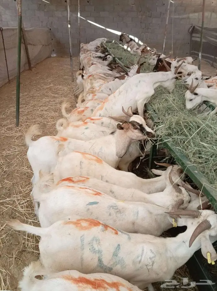 تيوس بالجملة ظهور فل مخاصي 1