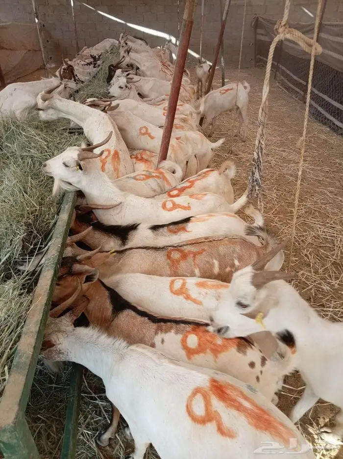 تيوس بالجملة ظهور فل مخاصي 0