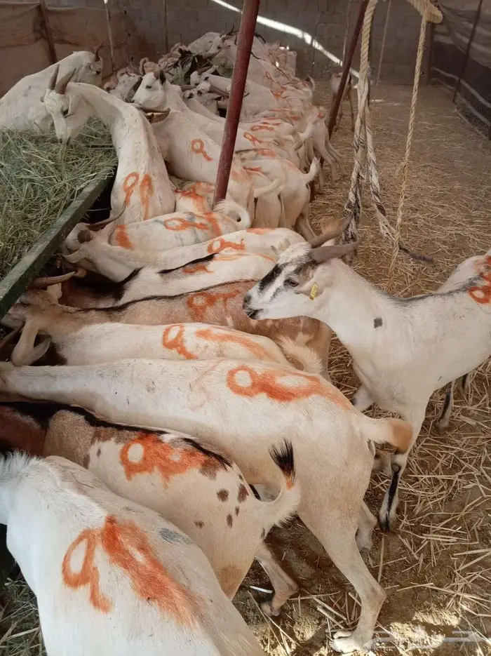 تيوس بالجملة ظهور فل مخاصي 2