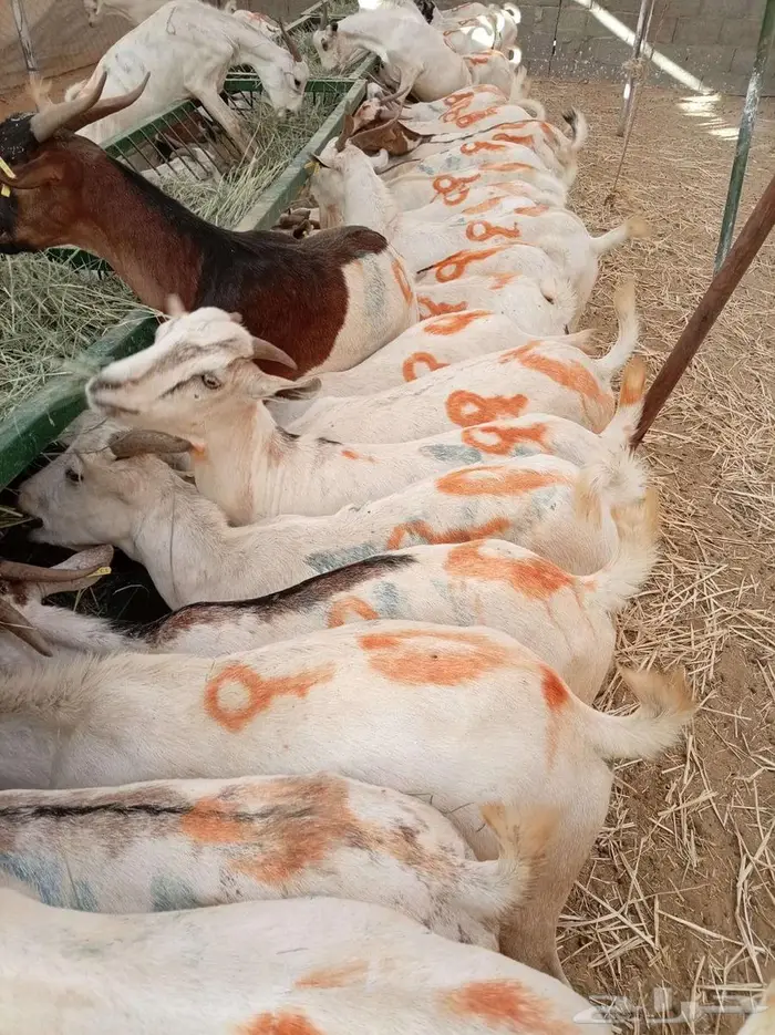 تيوس بالجملة ظهور فل مخاصي 4