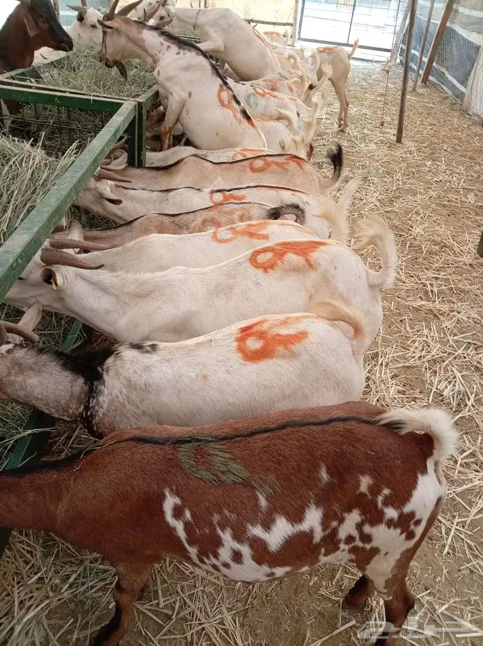 تيوس بالجملة ظهور فل مخاصي 3