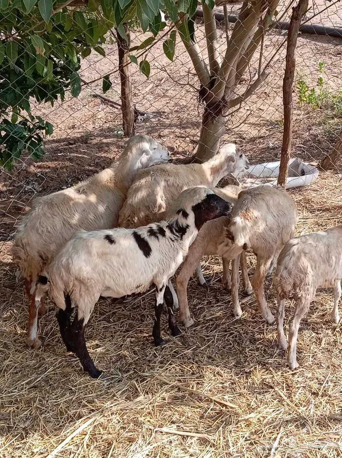 رخيل تربية 0