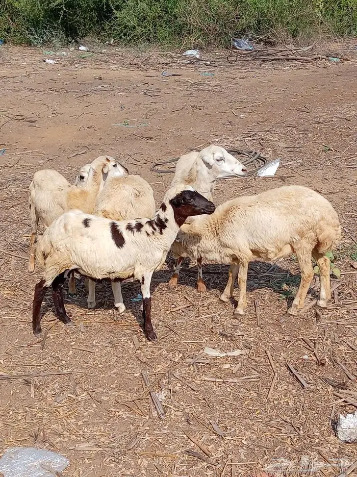 رخيل تربية 7