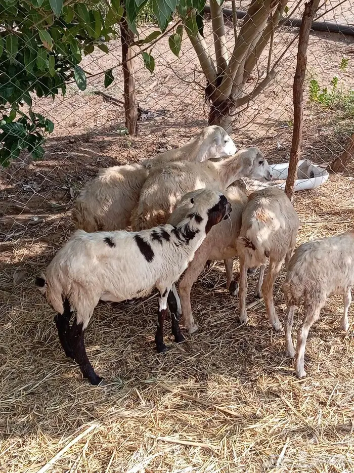 رخيل تربية 1