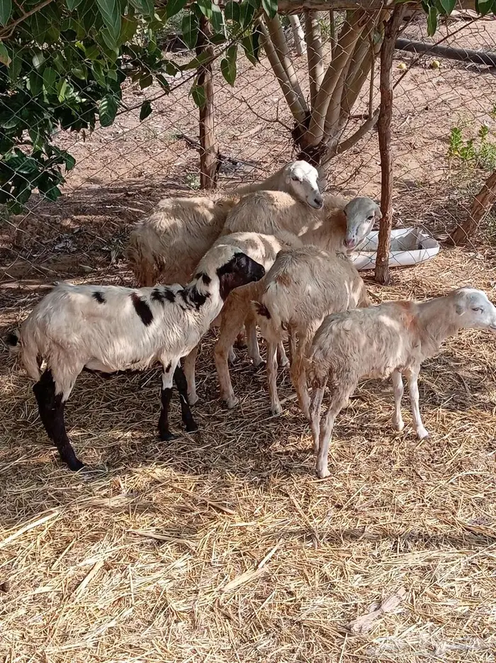 رخيل تربية 6