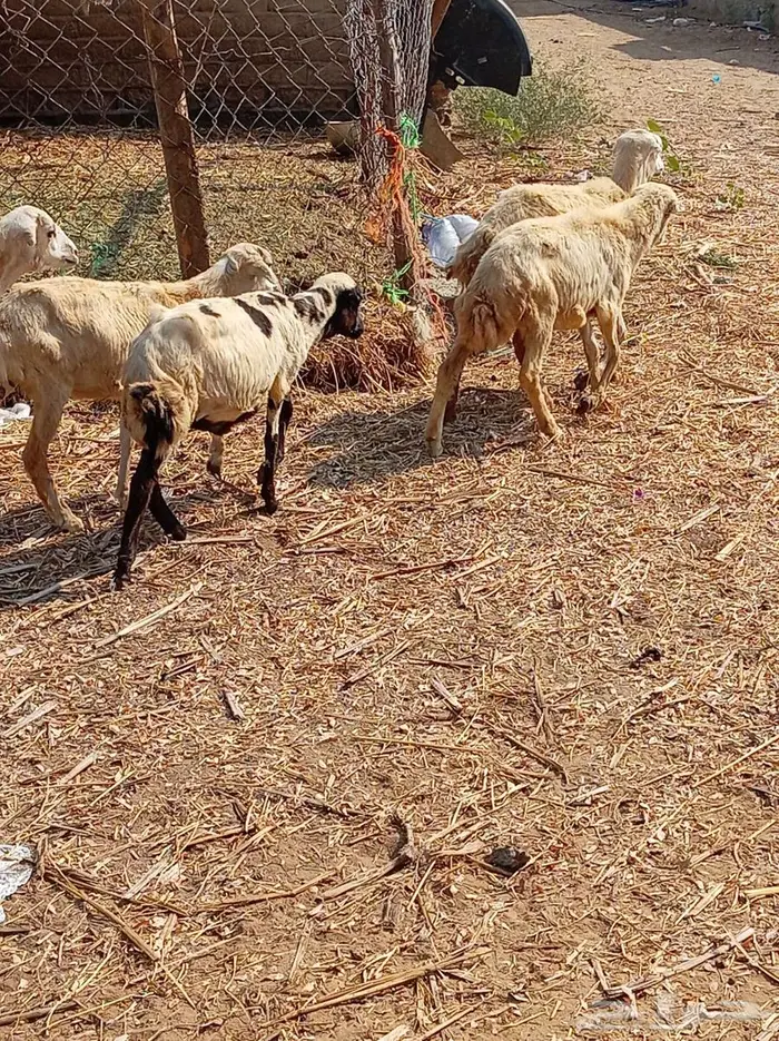 رخيل تربية 2