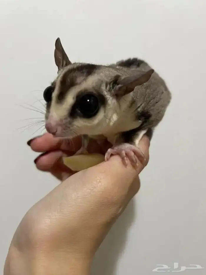 سنجاب شوقر قلايدر 0