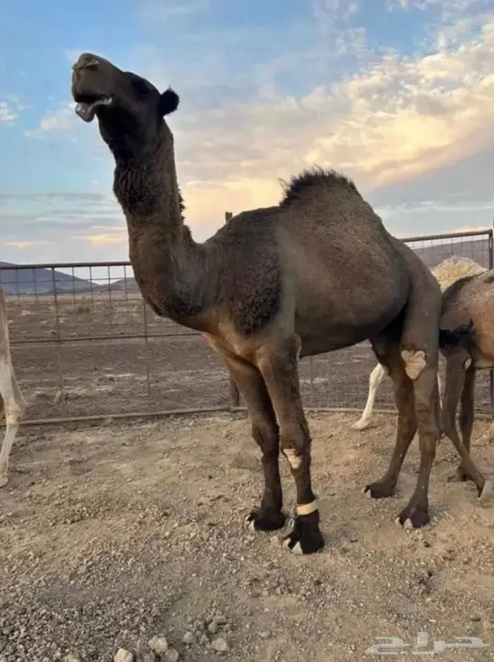 جمل اصفر كايف 1