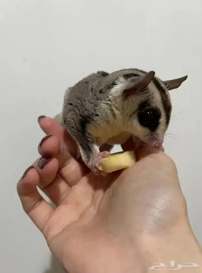 سنجاب شوقر قلايدر 2