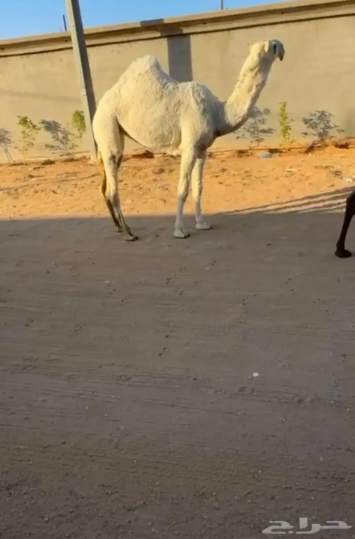 بكره كفو رمانيه. 1