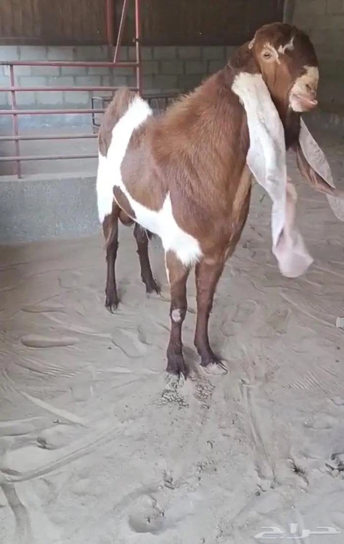 فحل حجازي جرم فاخر ونادر الاذن 80 0