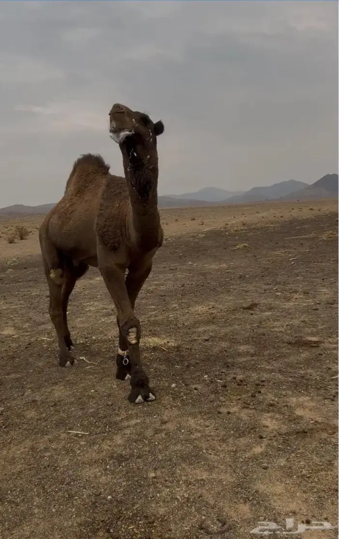 جمل اصفر كايف 3