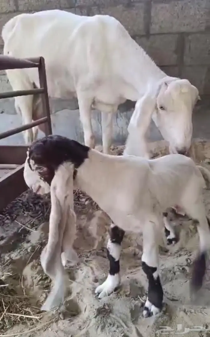 فحل حجازي جرم فاخر ونادر الاذن 80 2