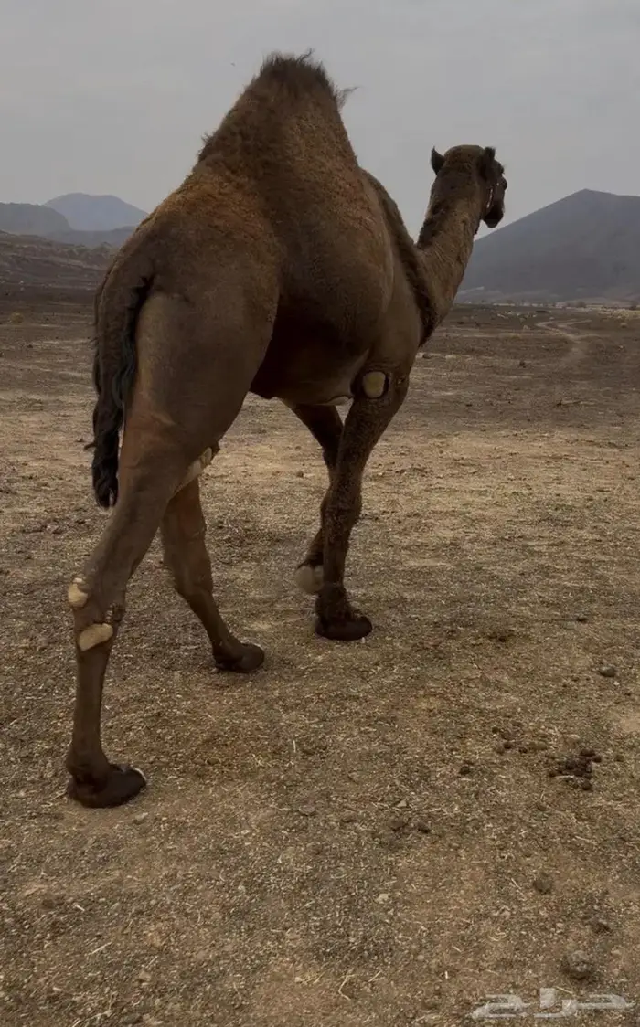 جمل اصفر كايف 2